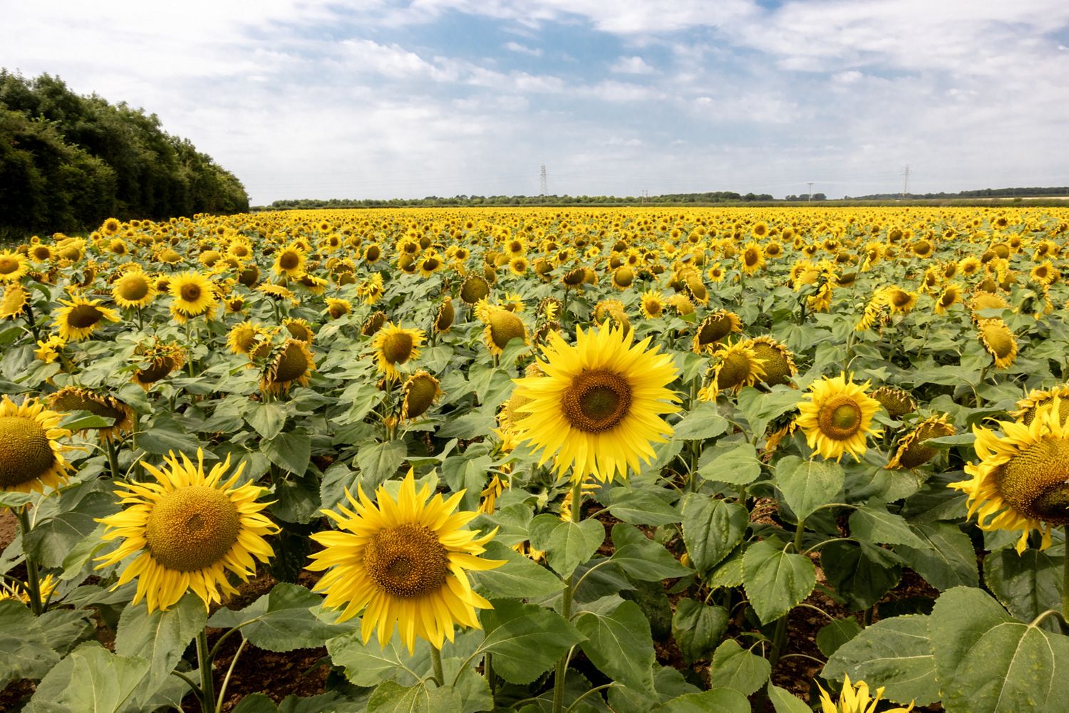 Neujahrsputz mit Dyson